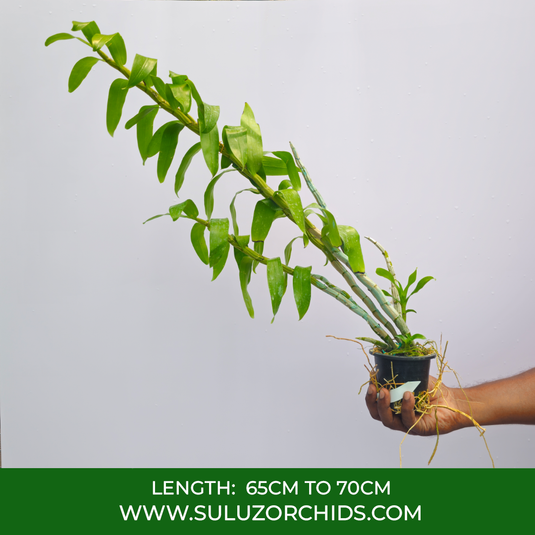 Dendrobium Orchid Secundum x Sib Exotic Plant