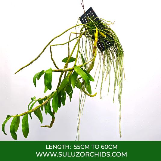 Dendrobium Orchid Signatum x Friedericksianum Exotic Plant