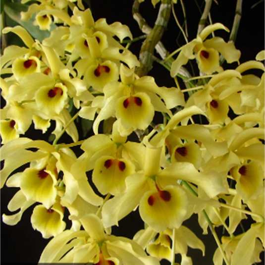 Dendrobium Orchid Signatum x Friedericksianum Exotic Plant