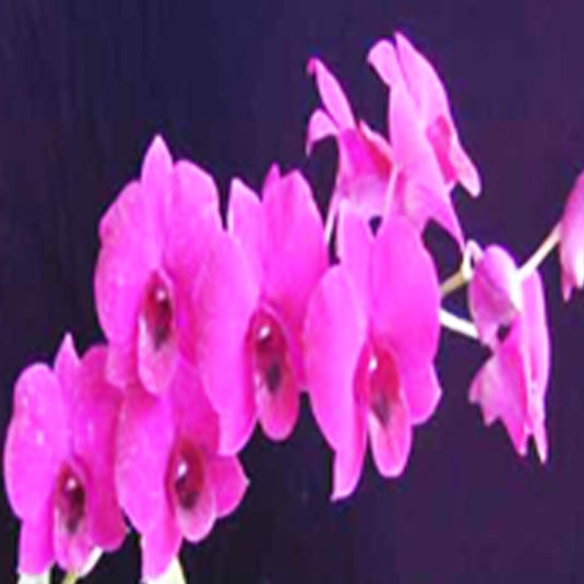 Dendrobium Orchid Plant (Sina Red x Hanajima Pink)- Seedling