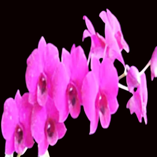 Dendrobium Orchid Sina Red x Hanajima Pink red and pink flower with blended tones and rounded petals