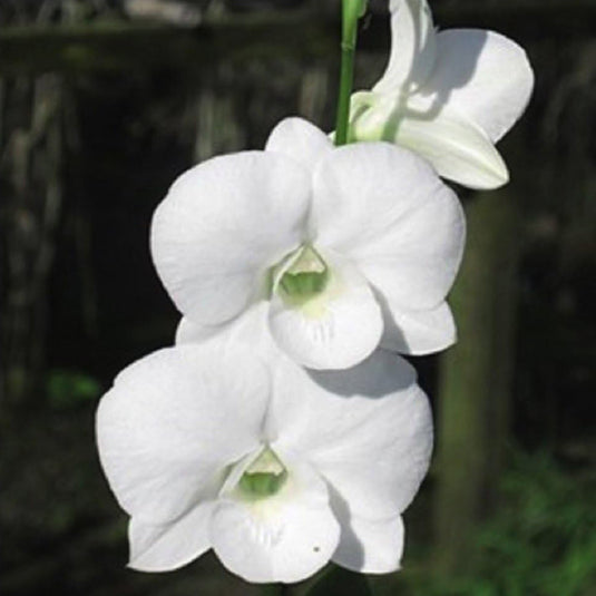 Dendrobium Orchid Snowy White x Burana White - Medium Stage
