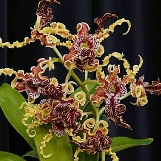 Dendrobium Spectabile ( SPECTA ) Rare Exotic Orchid