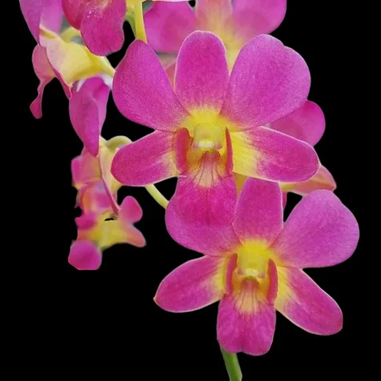 Dendrobium Orchid Suchart Red - Medium Stage