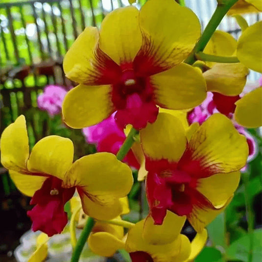 Dendrobium Orchid Surya Gold #1472- Medium Stage