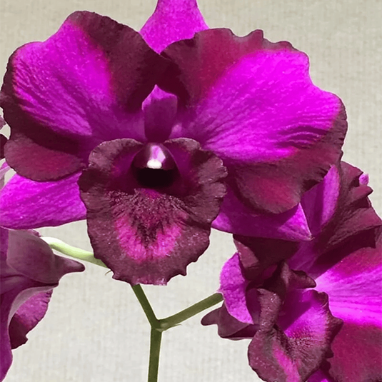 Dendrobium Orchid Thacheen Splash - Medium Stage