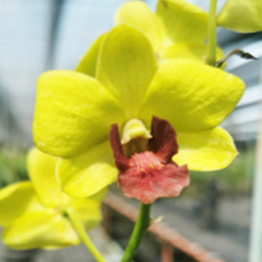 Dendrobium Orchid Plant Thongchai Gold # 131- Seedling