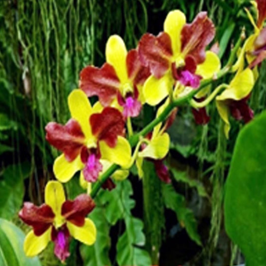 Dendrobium Orchid Plant Thongchai Gold 3 Lips # 1561- Seedling