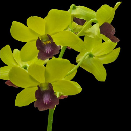 Dendrobium Orchid Thongchai Gold Pramote #298 Mature Bushy Plant - Ready To Flower