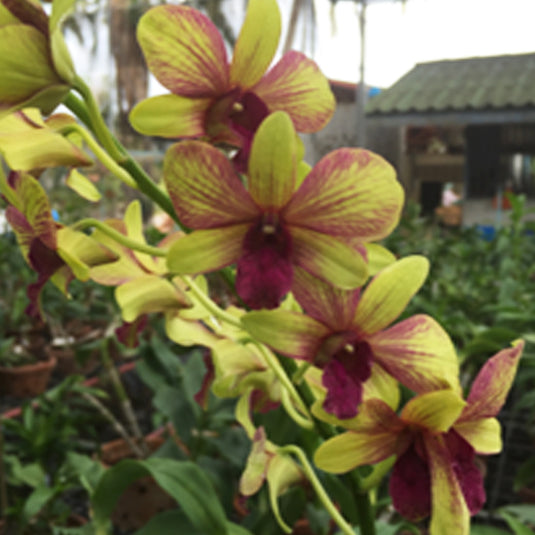 Dendrobium Orchid Plant Thongchai Gold Splash - Seedling