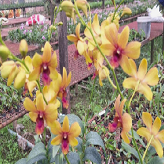 Dendrobium Orchid Plant Thongchai Pinwattana #3 Seedling, bright yellow flower