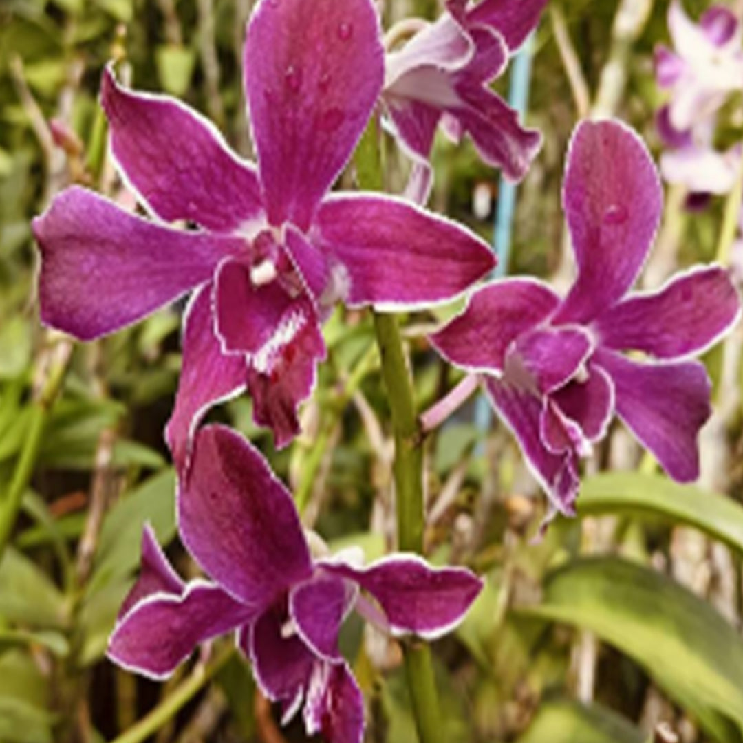 Dendrobium Orchid Plant (Thoshiko Blue x Izumi) #352 - Seedling
