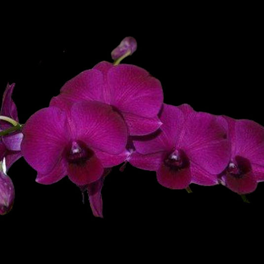 Dendrobium Orchid Udomsri Thailand - Seedling