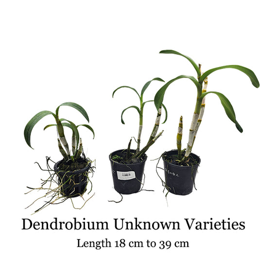 Dendrobium Unknown Varieties - Mature