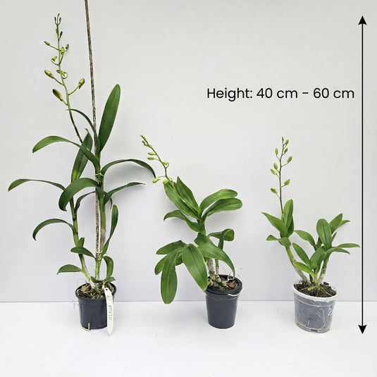 Dendrobium Orchid mature plant with healthy leaves and buds