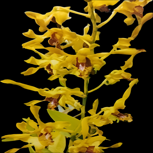 Dendrobium Orchid Plant Yellow Rabbit #531 - Seedling