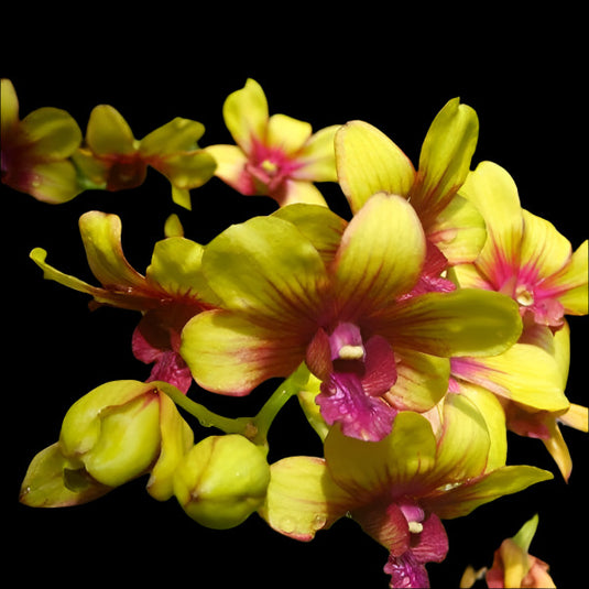 Dendrobium Orchid Plant Yellow Splash #99- Seedling