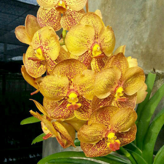 Vanda Orchid Plant - Denisonia x Suksamran Spot Fragrance Mature