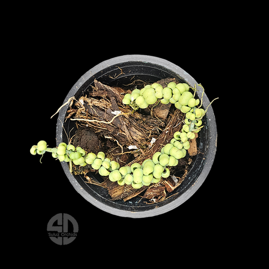 Hoya Plant Dischida Dragon Jade - Pepper Hoya - Giffy Potted