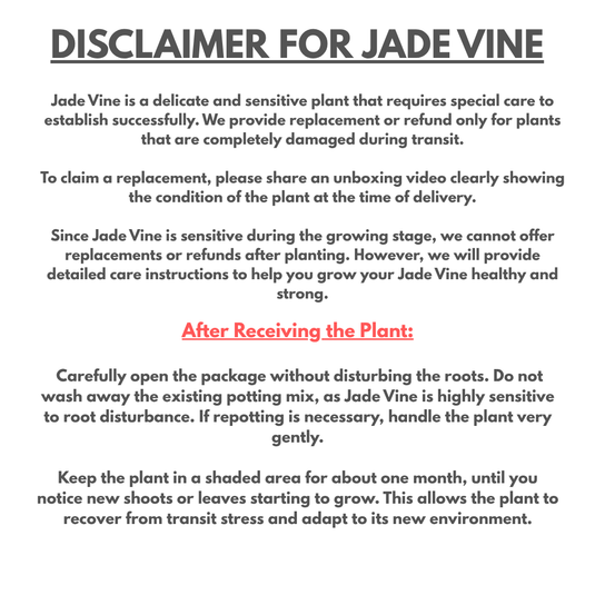 Red Jade Vine
