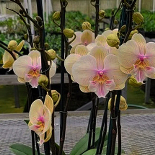 Phalaenopsis Orchid Echos Orange flower featuring vibrant orange orchid blooms with warm tones