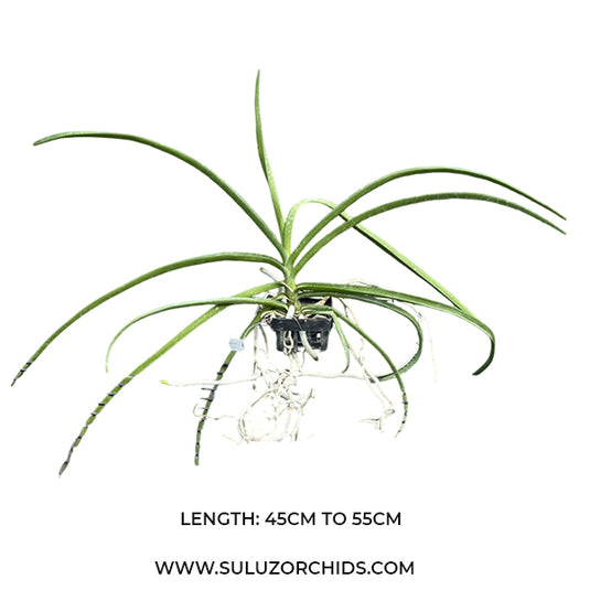 Vanda Paraphal Laycockii x Van Densoniana Rare Exotic Orchid