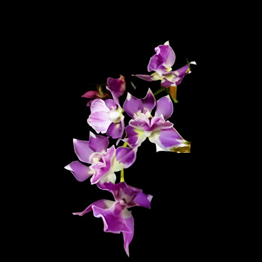 Oncidium Rare - Exotic Orchid Zygonesia Murasaki With Fragrance