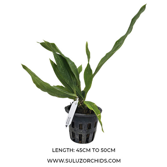 Oncidium Rare - Exotic Orchid Zygonesia Murasaki With Fragrance