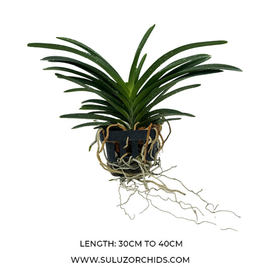 Vanda Lou Sneary Rare Exotic Orchid