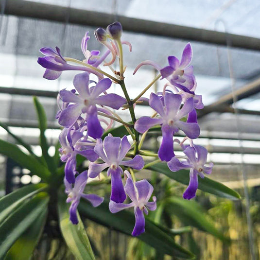 Vanda Lou Sneary Rare Exotic Orchid
