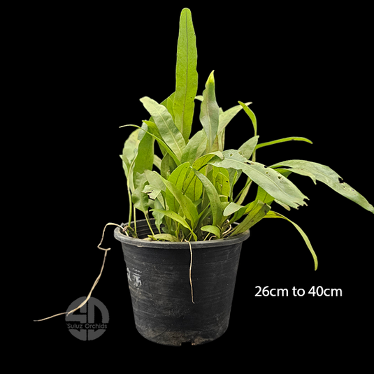 Fern Microsorum Giffy Potted