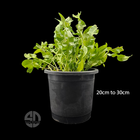 Fern Microsorum Diversifolium (Kangaroo Fern)