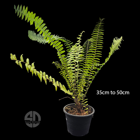 Fern Nephrolepis Biserrata Giffy Potted