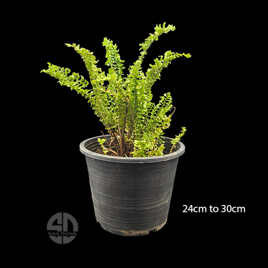 Fern Nephrolepis Cordifolia Floral Giffy Potted