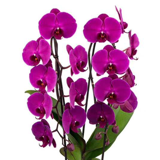 Phalaenopsis Orchid Freeride Seedling Size