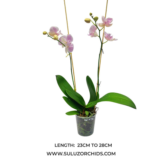 Phalaenopsis Orchid mature plant with healthy green leaves and buds or flowers