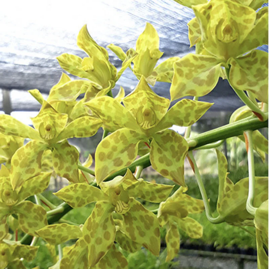 Grametophyllum Orchid Plant Pakkret Leo Saber - Seedling
