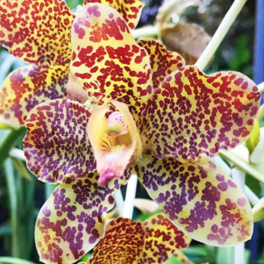 Grammatophyllum Orchid Speciosum Rare Exotic Plant