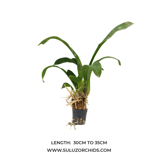 Grametophyllum Orchid Plant Pakkret Leo Asgard(#2) Seedlings