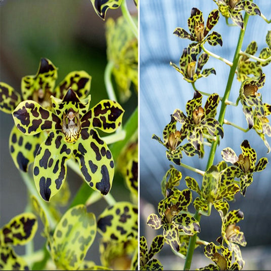 Grametophyllum Orchid Plant Pakkret Leo Asgard(#2) Seedlings