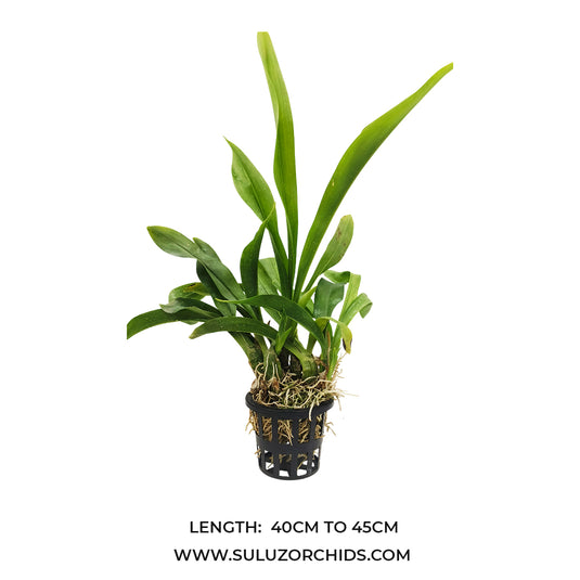 Grametophyllum Orchid Plant Scriptum Green Hybrids #1 - Mature Plant