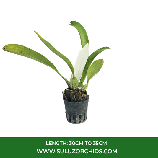 Grametophyllum Orchid Plant Grammothecopus Radziah Jelita #1 - Seedling