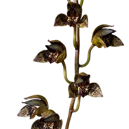 Grametophyllum Orchid Plant Grammothecopus Radziah Jelita #1 - Seedling