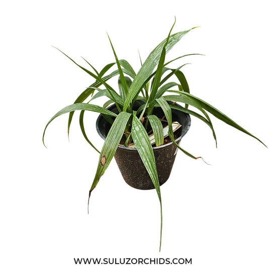 Spathoglottis Red Ground Orchid Full Pot