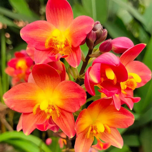 Spathoglottis Red Ground Orchid Full Pot
