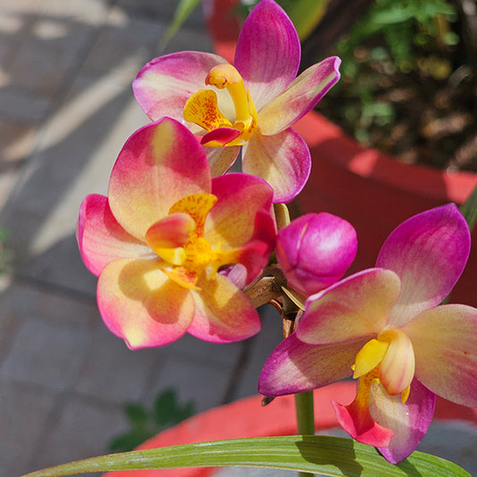 Spathoglottis Big Orange Fancy Ground Orchid Full Pot