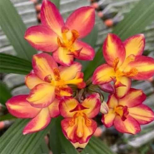 Spathoglottis Big Red Star Ground Orchid Single Shoot