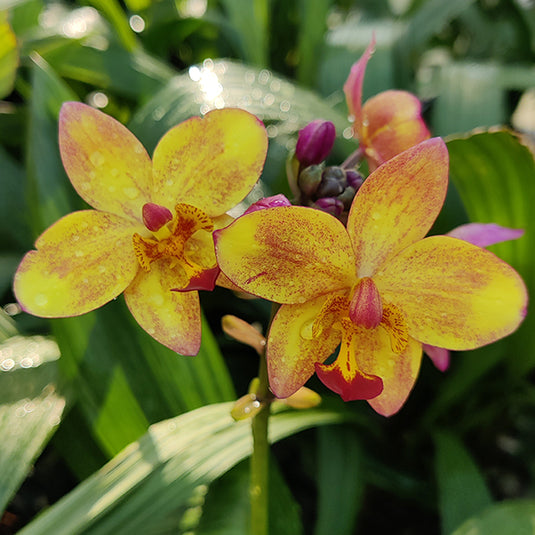 Spathoglottis Big Yellow Fancy Ground Orchid Single Shoot