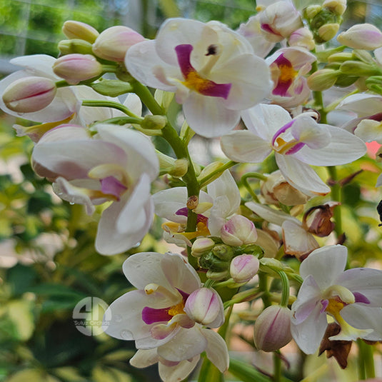 Spathoglottis White Red Ground Orchid Full Pot