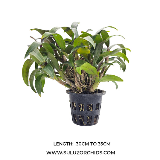 Dendrobium Orchid Nobile Hibiki Mature Bushy Plant